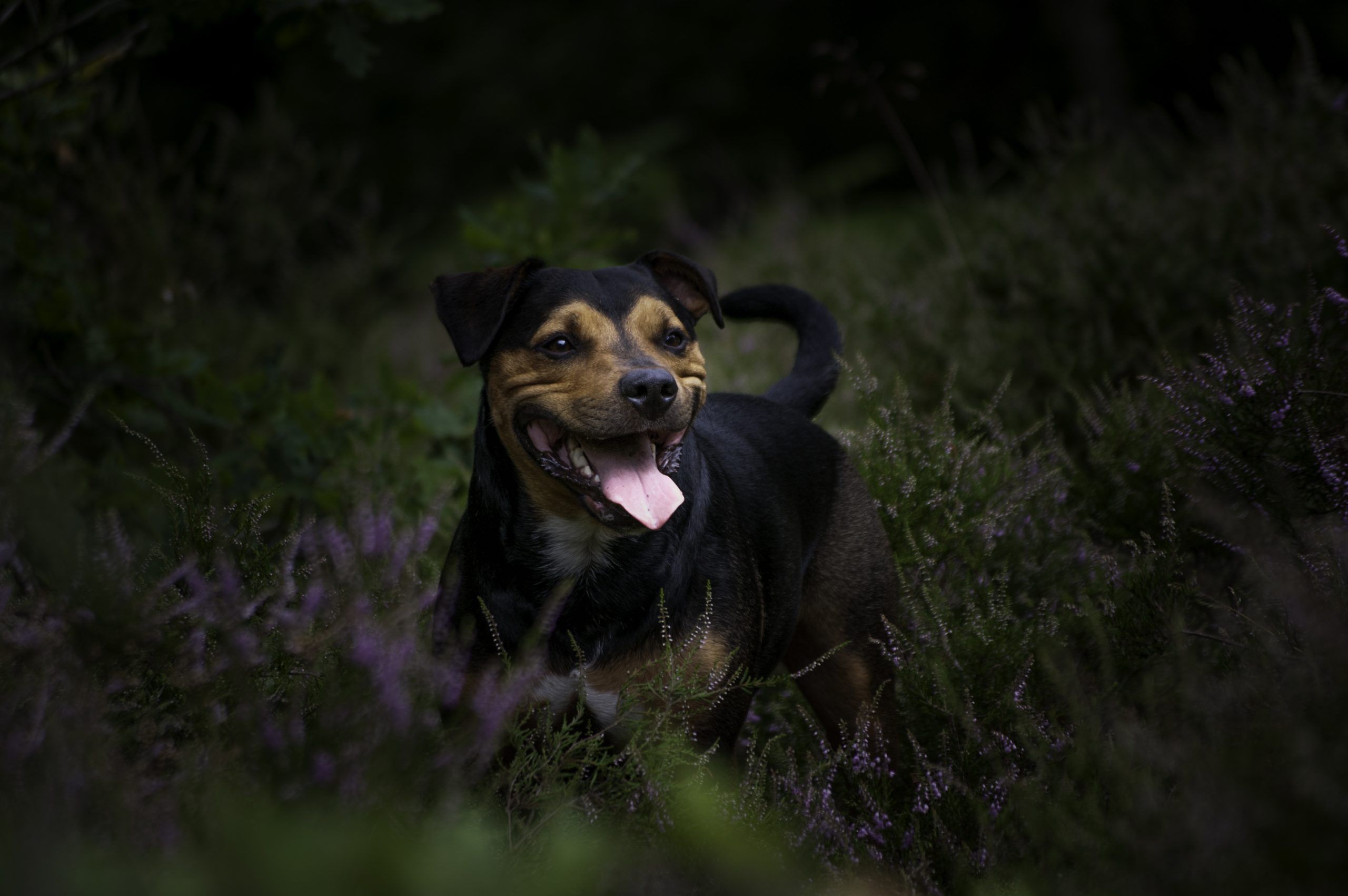 A day shooting dogs, mogs and sprogs